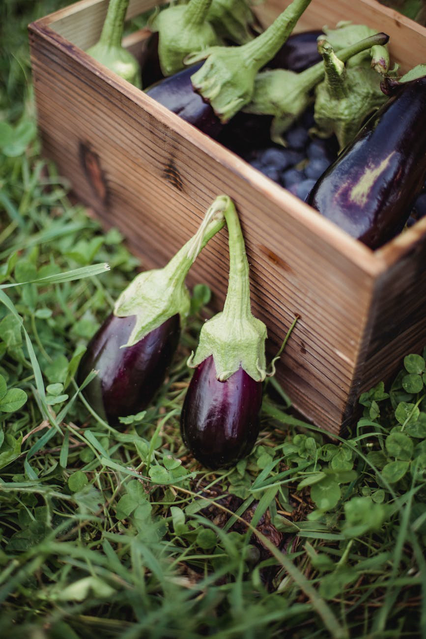 Benefits of Eggplant Salve